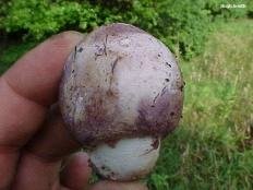 Phallus Hadriani