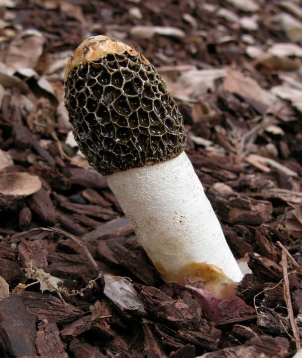 Пенис Адриана (Phallus hadriani)