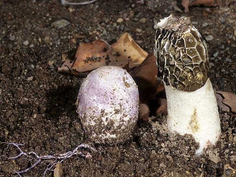 Phallus Hadriani (Адриани) - описание, где растет, похожие виды, фото ????.