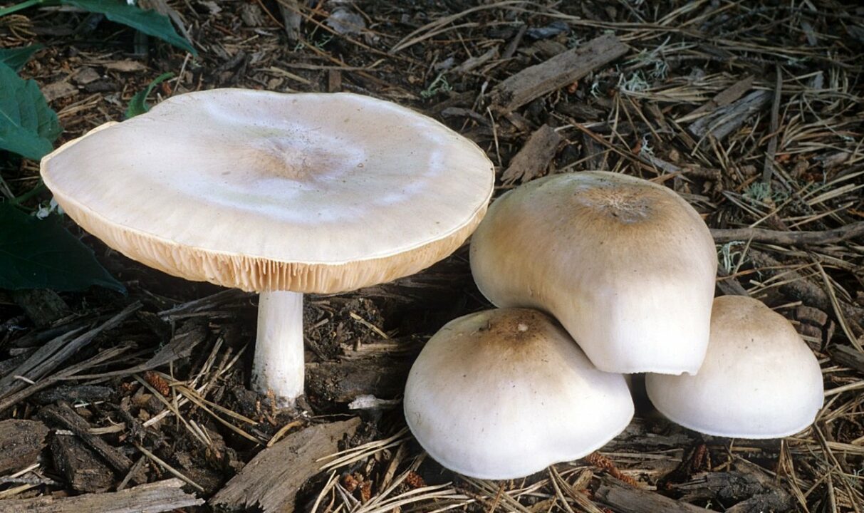 Pluteus petasatus