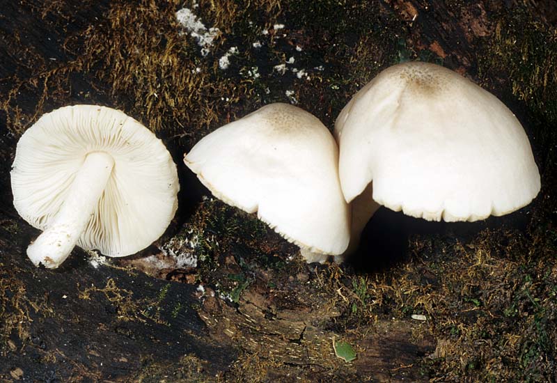 Фотографии и описание Pluteus petasatus (Дворянка)