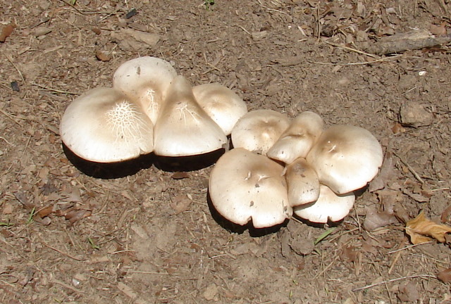 Фото и описание благородного плюща (Pluteus petasatus)