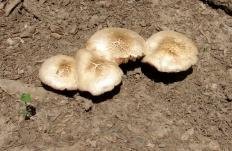 Благородный Pluteus petasatus