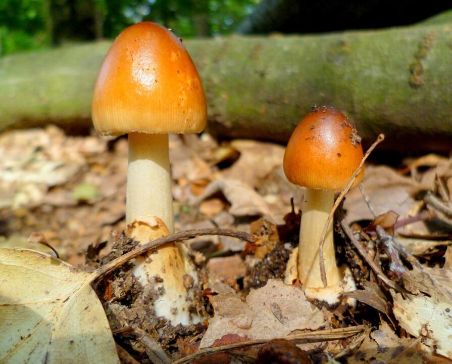 Amanita fulva umber fulva