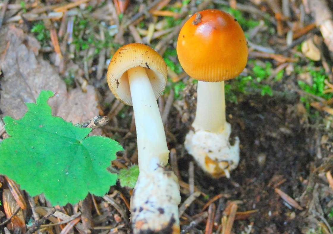 Amanita fulva Тополиный пух