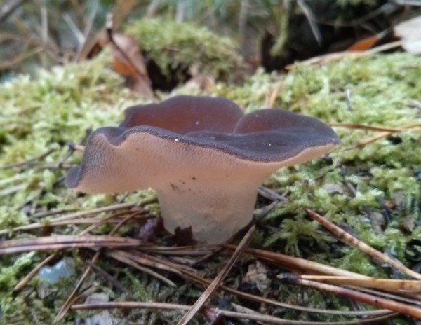 Псевдоежовик желатинозум (Pseudohydnum gelatinosum) Фото и описание