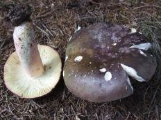 Сине-желтая руссула (Russula cyanoxantha)
