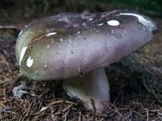 Russula cyanoxantha
