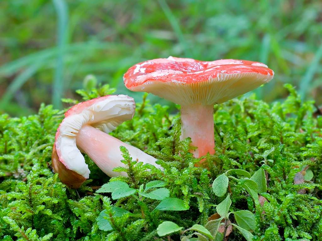 Рубиново-красный Russula sanguinea