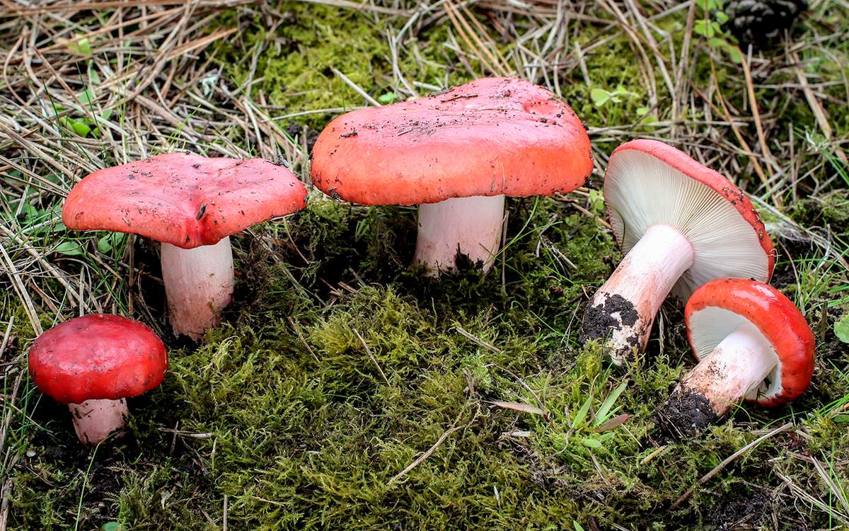 Rubella sanguinea кроваво-красная