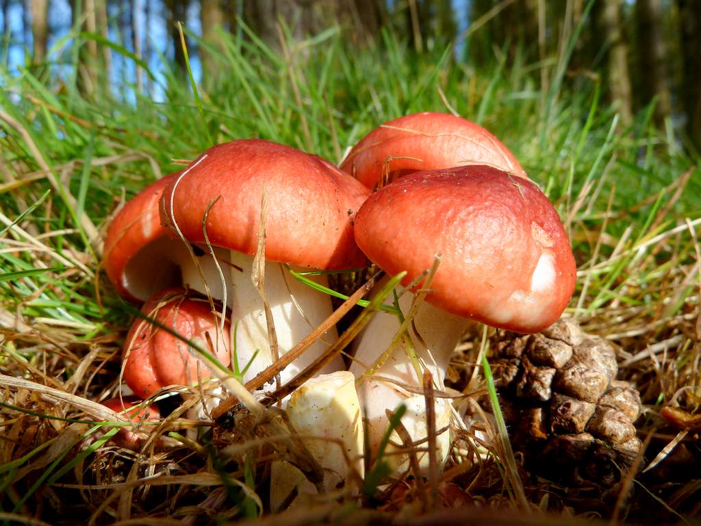 Drosera sanguinea кроваво-красная Russula sanguinea