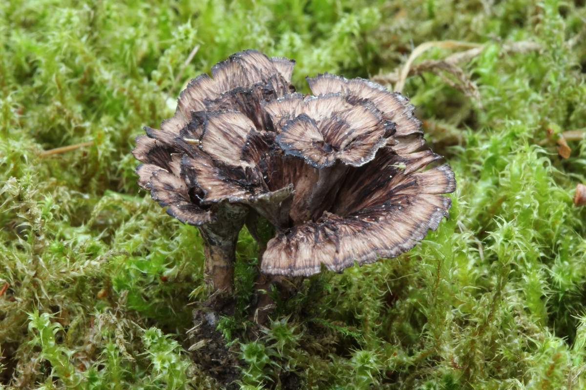 Thelefora carnifera