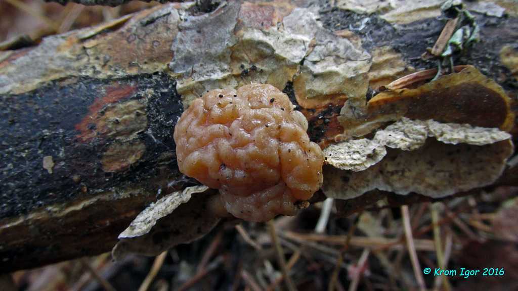 Tremella eccerhala