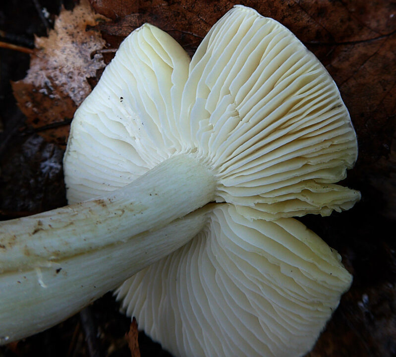 Веник Гульдена, Tricholoma guldeniae