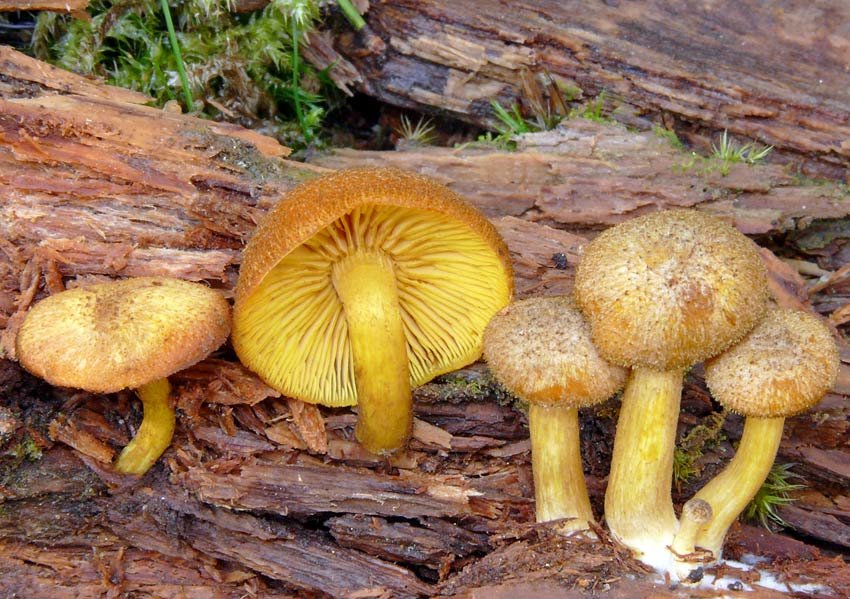 Оливковая желтая гниль (Tricholomopsis decora): фото и описание