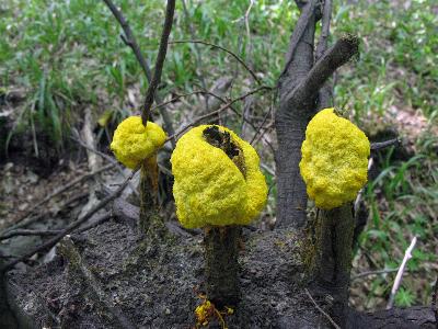 Fuligo septica