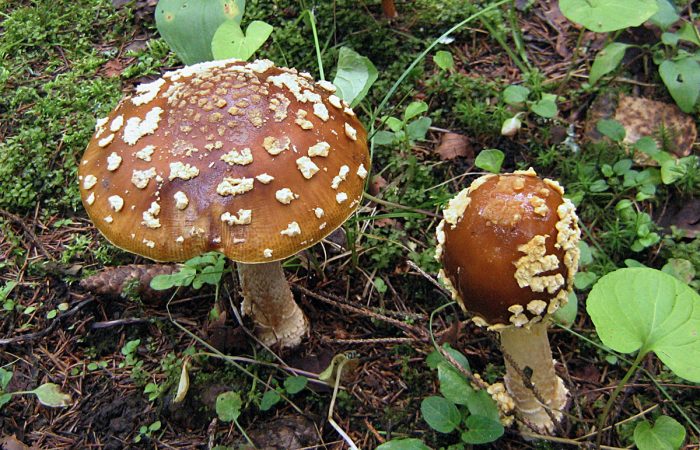 Королевский мухомор