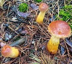 Aureoboletus projectellus,