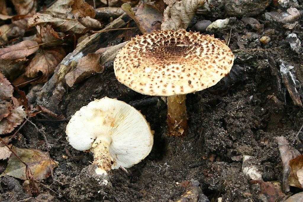 Розовые и кремовые грибы