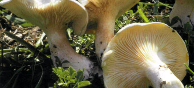 Подвижник (Clitopilus prunulus) Фотографії та опис