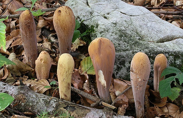 Clavariadelphus pistillaris_02.jpg