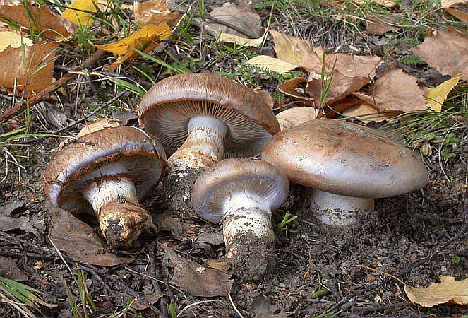 Фотографии и описание паутинника сине-ленточного (Cortinarius balteatocumatilis)