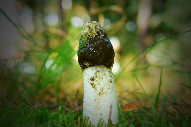 Phallus Hadriani (Фаллос Адриани) фото и описание