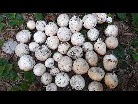 Грибное яйцо видео