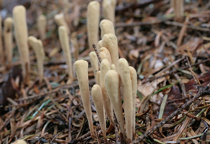 Фото Clavariadelphus lingualus 12151 | Gardeners