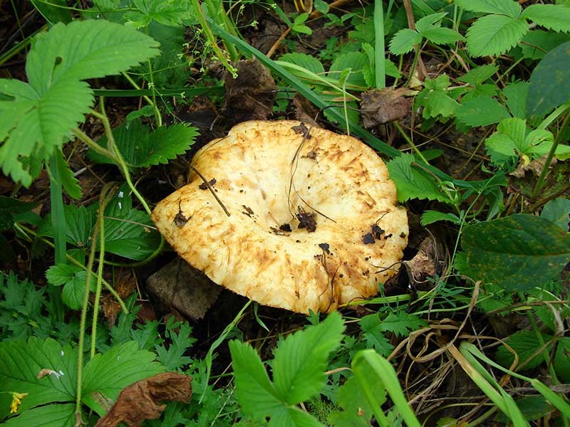 Ложные грибы-молочники
