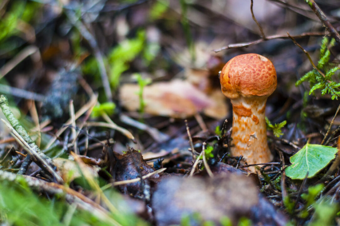 Cortinarius armillatus