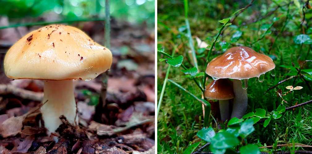 1-Съедобный паутинник 2-Капающий паутинник