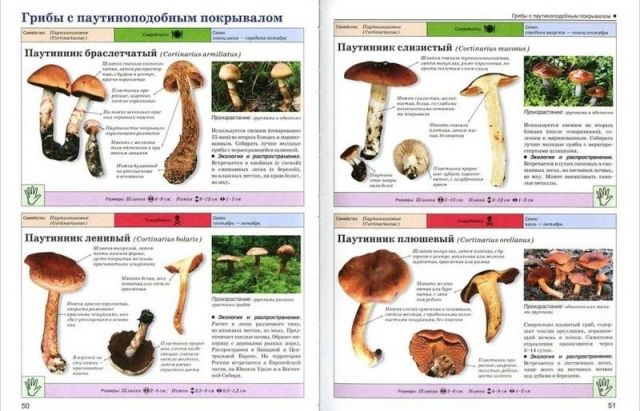 Паутинный гриб