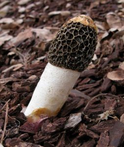 Веснушки Адриана (Phallus hadriani)