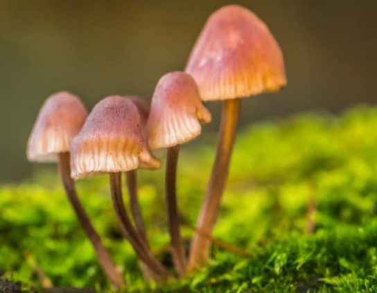 Psilocybe semilanceolate