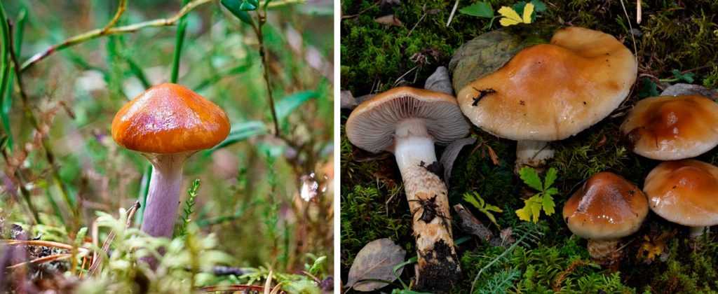 1-Съедобный паутинник 2-Клей паутинник