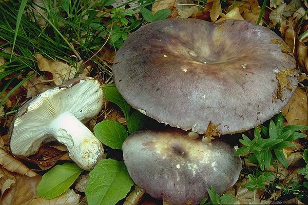Сине-желтая руссула