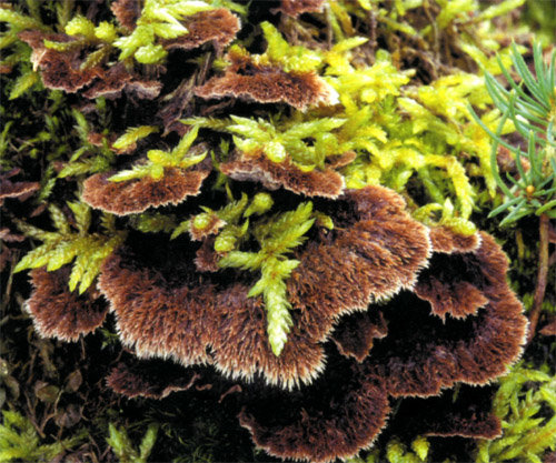 Tribulus terrestris (Thelefora terrestris).