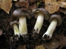 Боровик Гульдена (Tricholoma guldeniae)