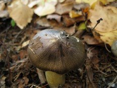 Гриб Гульдена (Tricholoma guldeniae)