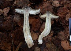 Гриб Гульдена (Tricholoma guldeniae)