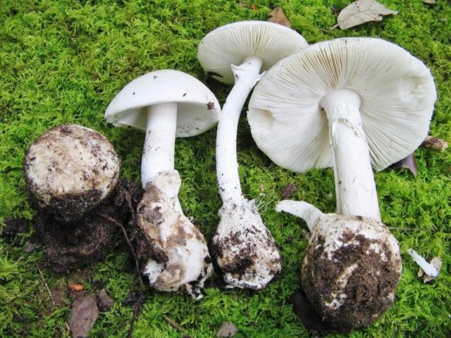 Плютей благородный съедобный или нет