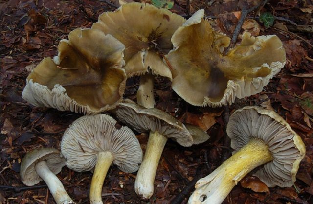 Веник Гульдена: форма, расположение, фото, применение