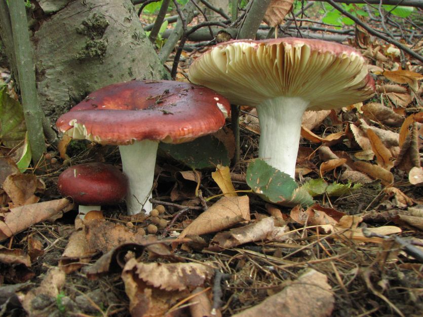 Їстівні гриби: кора саурона. Зеленая и красная рутацея (Russula alutacea). Фотографии, Описи, виды роста, категории, использование