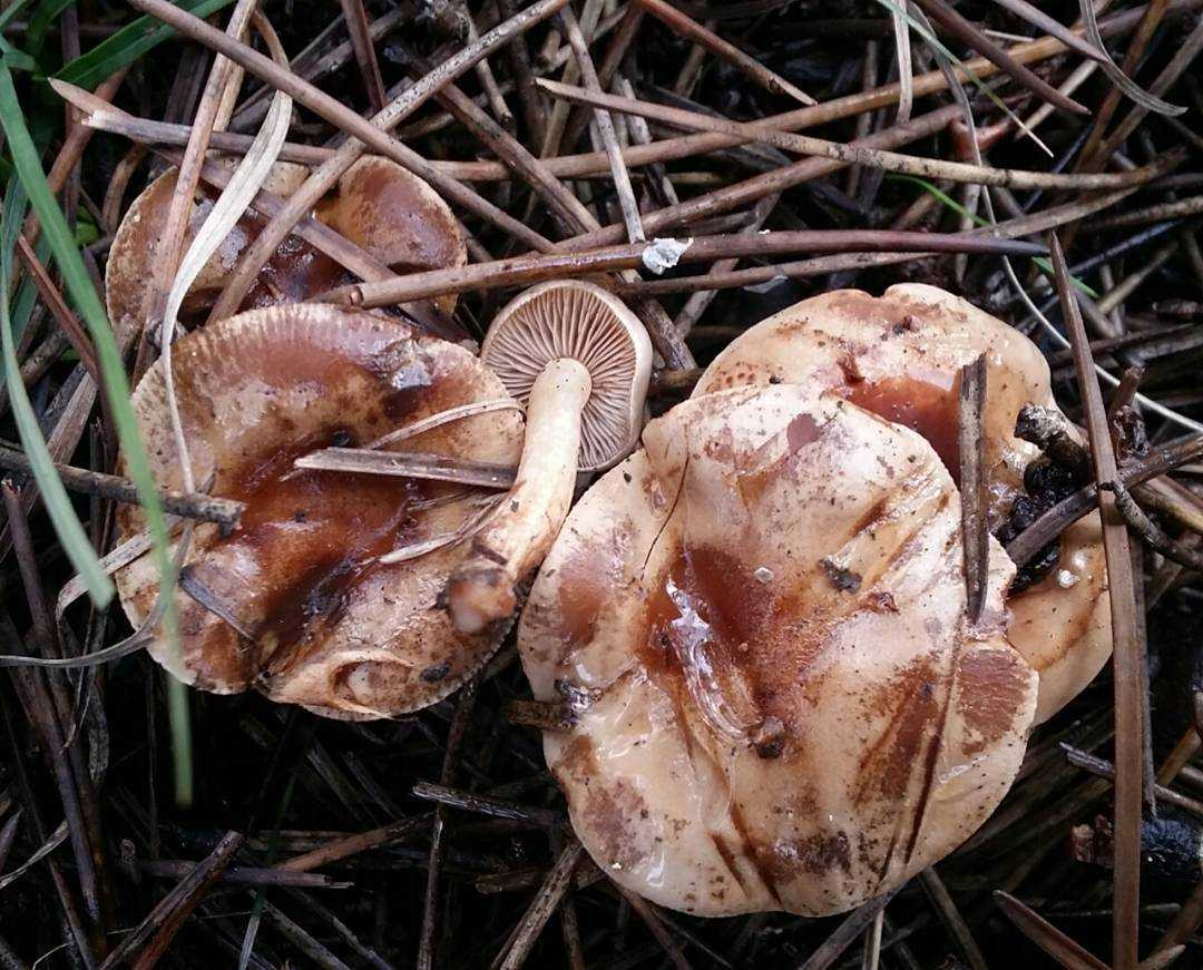 Тоуни Tricholoma fulvum