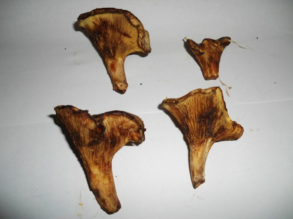 000_1539963247.jpg