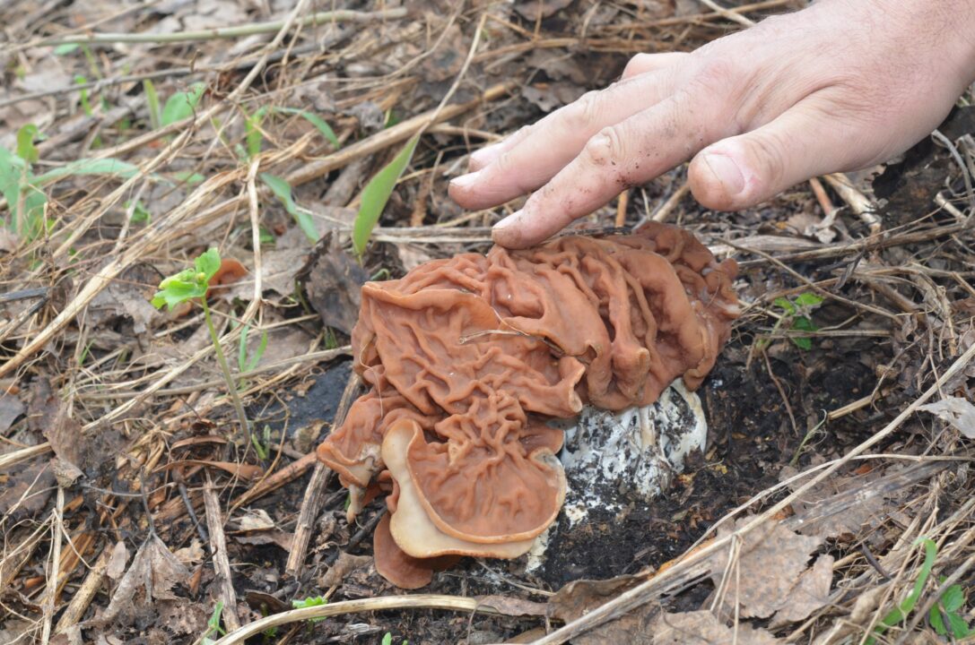 2017050717.JPG