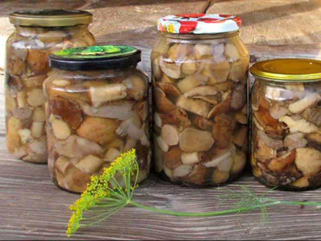 Классические и экзотические рецепты маринования краснокочанной капусты и диких боровиков
