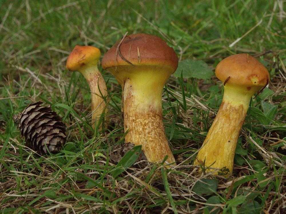 Гревиллей (Suillus grevillei)