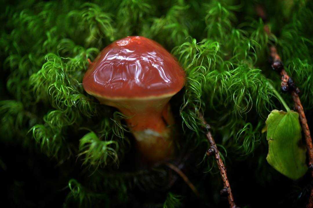 Семена лиственницы гревиллеи